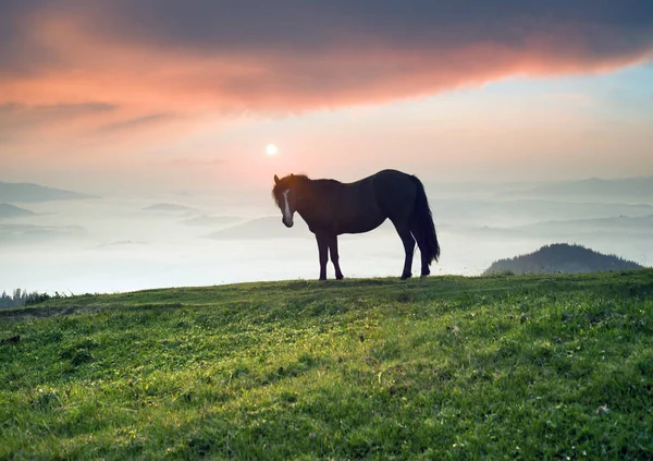 Mañana Soleada Caballos Libres Pastan Parte Superior Entre Los Panoramas — Foto de Stock