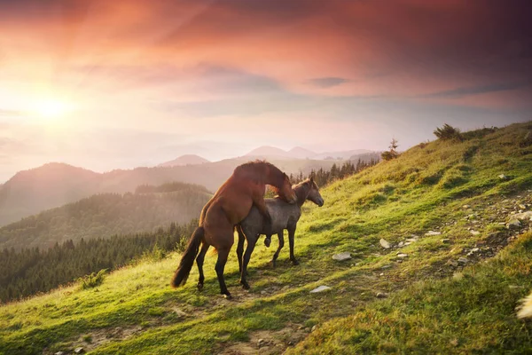 Matin Ensoleillé Libre Beaux Chevaux Forts Faire Amour Brouter Donner — Photo