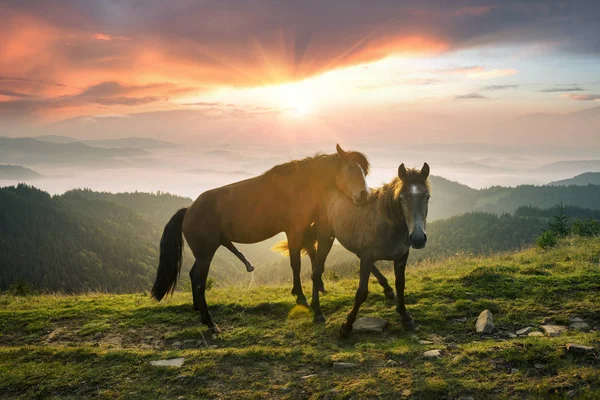 Matin Ensoleillé Libre Beaux Chevaux Forts Faire Amour Brouter Donner — Photo