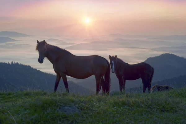 Matin Ensoleillé Chevaux Libres Pâturent Sur Dessus Parmi Les Panoramas — Photo