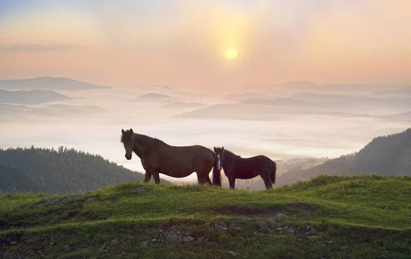 Manhã Ensolarada Cavalos Livres Pastam Topo Entre Panoramas Cárpatos Selvagens — Fotografia de Stock