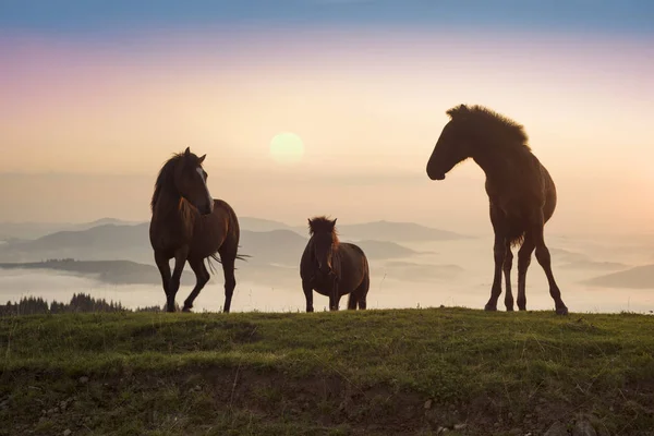 Sunny Morning Free Horses Graze Top Wild Carpathian Panoramas Ukraine — Stock Photo, Image