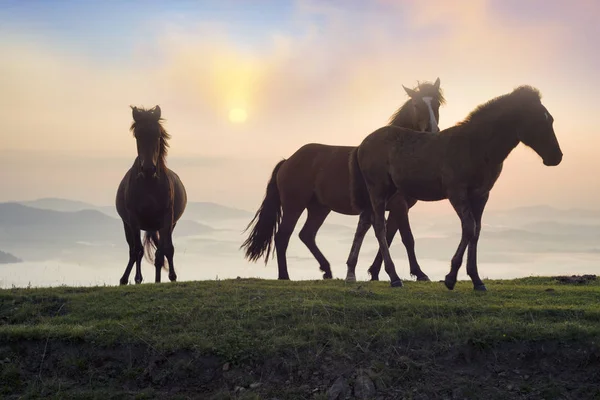 Sonniger Morgen Und Freie Pferde Grasen Auf Der Spitze Unter — Stockfoto