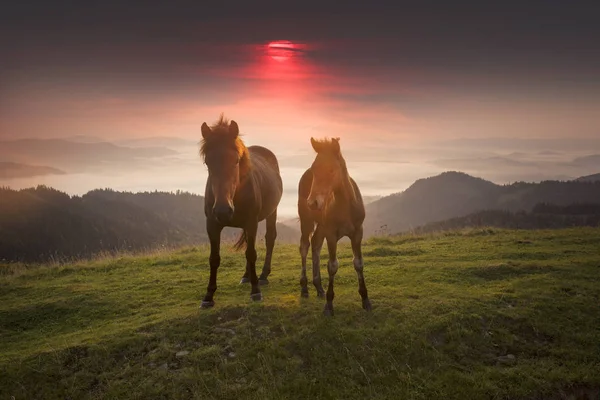 Sunny Morning Free Horses Graze Top Wild Carpathian Panoramas Ukraine — 图库照片