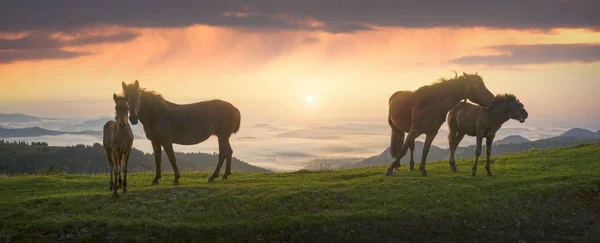 Slunečné Ráno Volné Koně Pasou Špici Mezi Divoké Panoramat Karpatské — Stock fotografie
