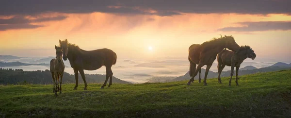 Mañana Soleada Caballos Libres Pastan Parte Superior Entre Los Panoramas — Foto de Stock