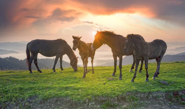 Slunečné Ráno Volné Koně Pasou Špici Mezi Divoké Panoramat Karpatské — Stock fotografie