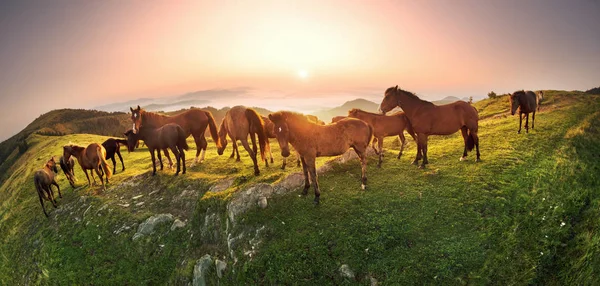 Manhã Ensolarada Cavalos Livres Pastam Topo Entre Panoramas Cárpatos Selvagens — Fotografia de Stock