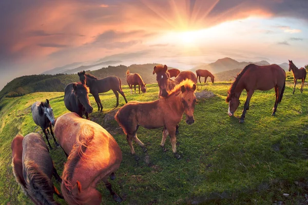 Ηλιόλουστο Πρωί Και Δωρεάν Άλογα Βόσκουν Στην Κορυφή Μεταξύ Των — Φωτογραφία Αρχείου