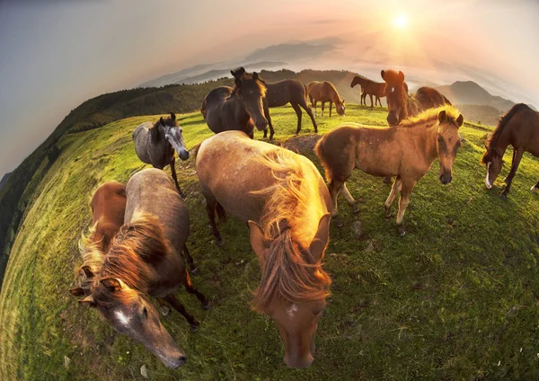 Solig Morgon Och Gratis Hästar Betar Topp Bland Vilda Karpaterna — Stockfoto