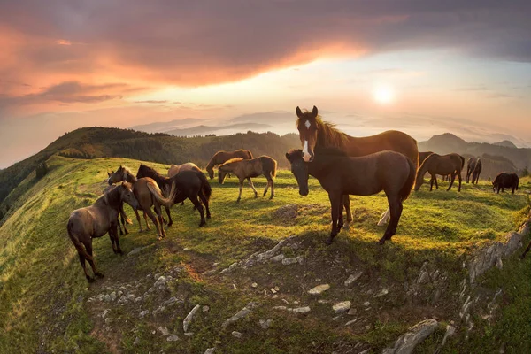 Solig Morgon Och Gratis Hästar Betar Topp Bland Vilda Karpaterna — Stockfoto