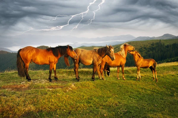 Sunny Morning Free Horses Graze Top Wild Carpathian Panoramas Ukraine — 图库照片