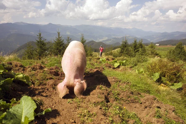 Een Reis Karpaten Oekraïne Buurt Van Het Dorp Van Verkhovyna — Stockfoto