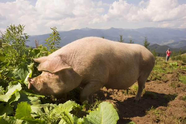 Karpatlar Ukrayna Yolculukta Yakınındaki Verkhovyna Köyü Dağlarında Bir Şaşırtıcı Toplantı — Stok fotoğraf