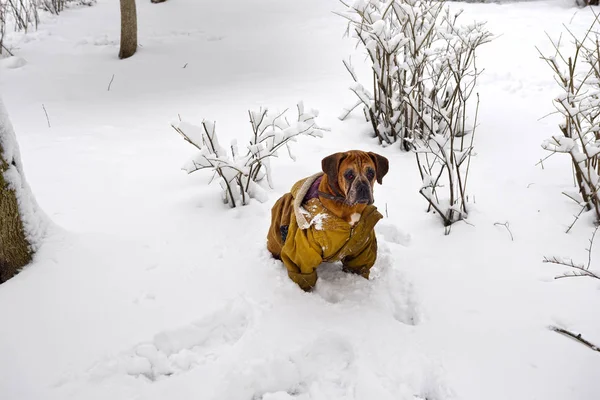 Después Una Fuerte Nevada Fabulosa Belleza Del Parque Invierno Mañana —  Fotos de Stock