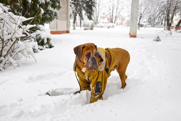 Después Una Fuerte Nevada Fabulosa Belleza Del Parque Invierno Mañana —  Fotos de Stock