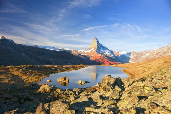 Φθινόπωρο Αγριόπευκα Στο Φόντο Του Matterhorn Και Φθινόπωρο Στις Άλπεις — Φωτογραφία Αρχείου