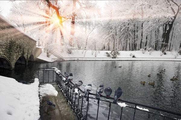 Nach Starkem Schneefall Die Fabelhafte Schönheit Des Morgens Winter Alten — Stockfoto