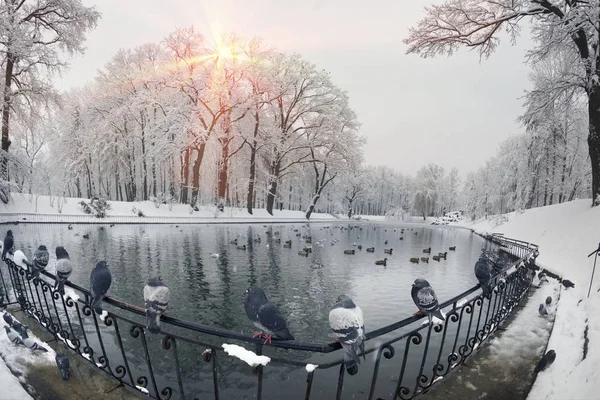 Heavy Snowfall Fabulous Beauty Morning Winter Old Park Europe Ukraine — Stock Photo, Image