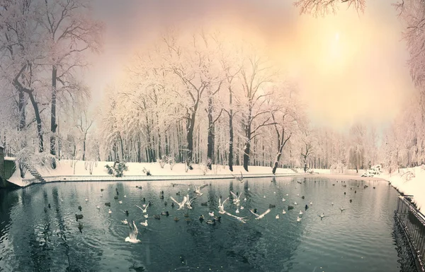 Dopo Una Forte Nevicata Favolosa Bellezza Del Parco Invernale Mattutino — Foto Stock