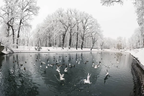 Heavy Snowfall Fabulous Beauty Morning Winter Old Park Europe Ukraine — Stock Photo, Image