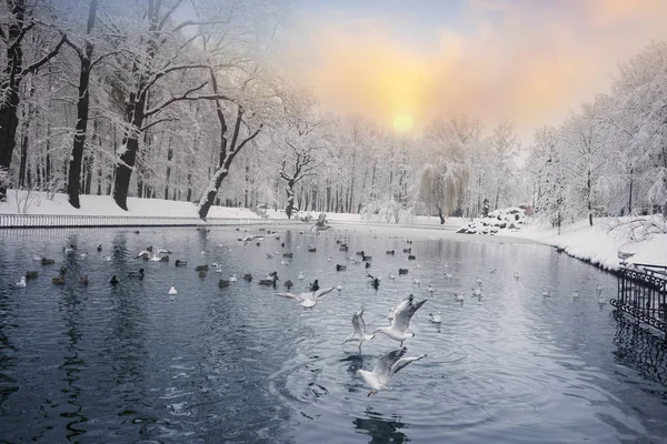 Efter Ett Snöfall Utmärkt Skönheten Morgon Gamla Vinterparken Europa Ukraina — Stockfoto