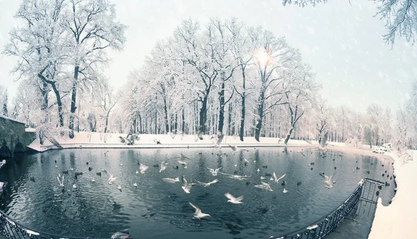 Miután Egy Erős Havazás Mesés Szépség Reggel Tél Régi Park — Stock Fotó