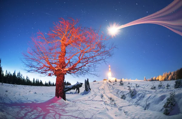 얼음에 서리가 나뭇가지에 만듭니다 은하계의 빛나는 분위기는 고산에 Carpathians 우크라이나에 — 스톡 사진