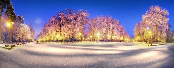 Yoğun Kar Yağışı Sabah Kış Eski Park Avrupa Nın Muhteşem — Stok fotoğraf