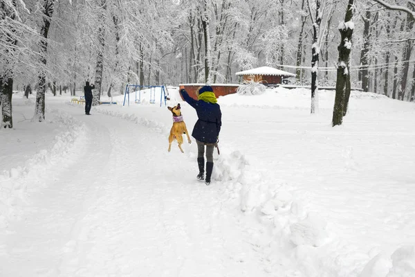 Yoğun Bir Kar Yağışı Sonra Sabah Kış Eski Park Avrupa — Stok fotoğraf