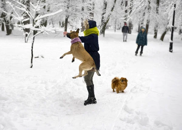 Después Una Fuerte Nevada Fabulosa Belleza Del Parque Invierno Mañana —  Fotos de Stock