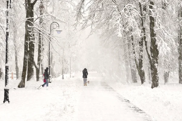 Obfitych Opadów Śniegu Fantastyczny Piękno Rano Zima Stary Park Europie — Zdjęcie stockowe