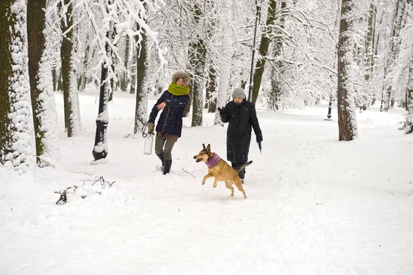 大雪の後ヨーロッパの朝冬の古い公園のすばらしい美しさを集めて道路や美しい白いツリー間のパスに沿ってトレッキングを自分のペットと一緒に町民 — ストック写真