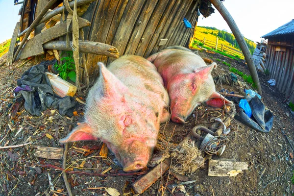 Spokojený Tlusté Růžové Prase Odpočinku Vykrmit Tuku Slaninou Západní Ukrajině — Stock fotografie