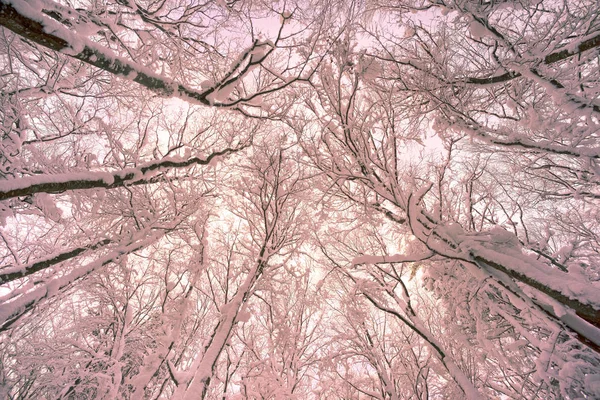 Forte Vento Gelado Nevasca Grupo Árvores Caducas Coníferas Perspectiva Baixo — Fotografia de Stock