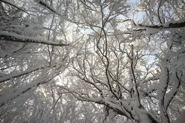 Stark Frostiga Vind Och Snöfall Grupp Löv Och Barrträd Träd — Stockfoto