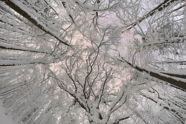 Сильний Вітер Морозна Снігопад Група Листяних Хвойних Дерев Перспективі Знизу — стокове фото