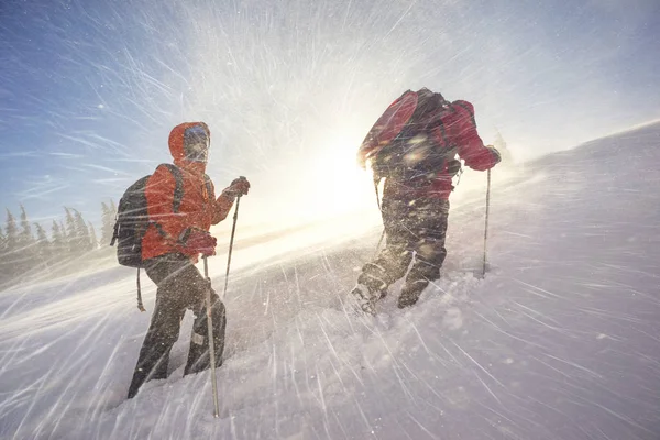 冷ややかな強風と降雪は 若い登山者のグループは スポーツを背景に野生の森林 ウクライナのカルパチア山脈の Homyak 山にトレーニング — ストック写真