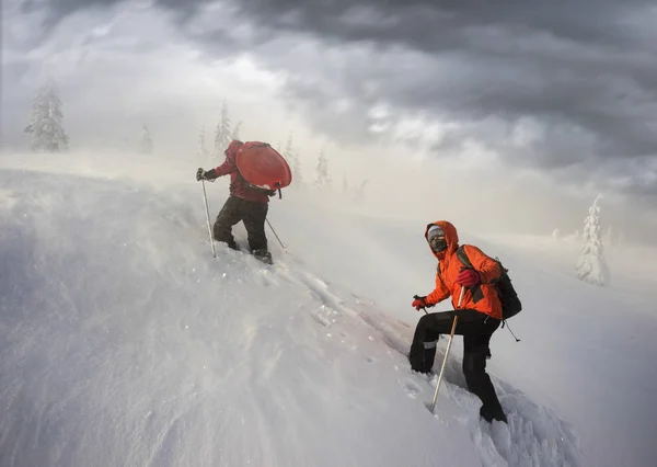 冷ややかな強風と降雪は 若い登山者のグループは スポーツを背景に野生の森林 ウクライナのカルパチア山脈の Homyak 山にトレーニング — ストック写真