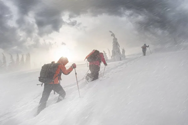 冷ややかな強風と降雪は 若い登山者のグループは スポーツを背景に野生の森林 ウクライナのカルパチア山脈の Homyak 山にトレーニング — ストック写真