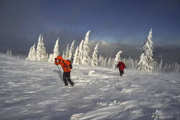 冷ややかな強風と降雪は 若い登山者のグループは スポーツを背景に野生の森林 ウクライナのカルパチア山脈の Homyak 山にトレーニング — ストック写真