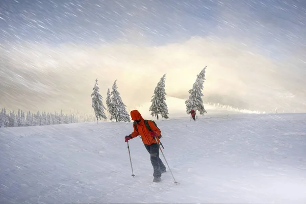 冷ややかな強風と降雪は 若い登山者のグループは スポーツを背景に野生の森林 ウクライナのカルパチア山脈の Homyak 山にトレーニング — ストック写真