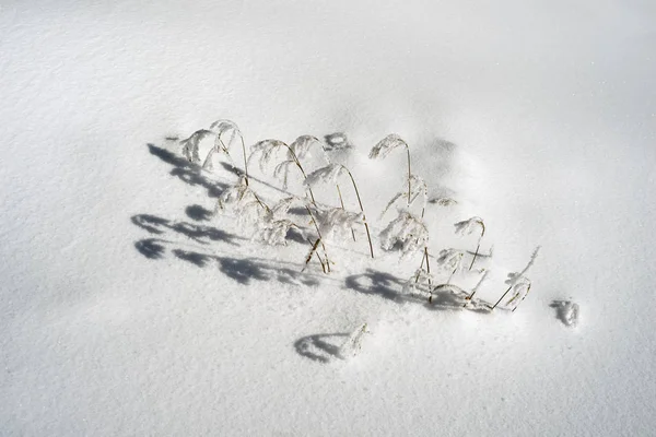 Ніжний Трава Леза Снігу Морозний Січня Снігом Сонячного Світла Звертає — стокове фото