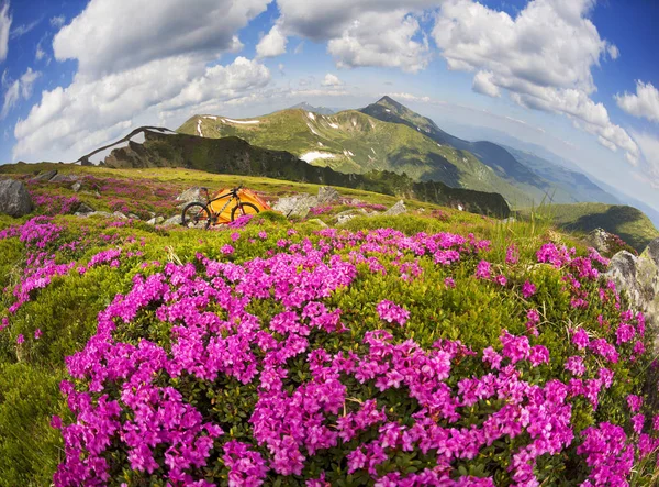 Viaje Primavera Los Cárpatos Entre Flores Alpinas Con Una Bicicleta —  Fotos de Stock