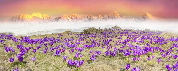 Альпийские крокусы в горах — стоковое фото