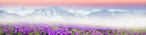 Alpine crocuses in the mountain fields — Stok Foto