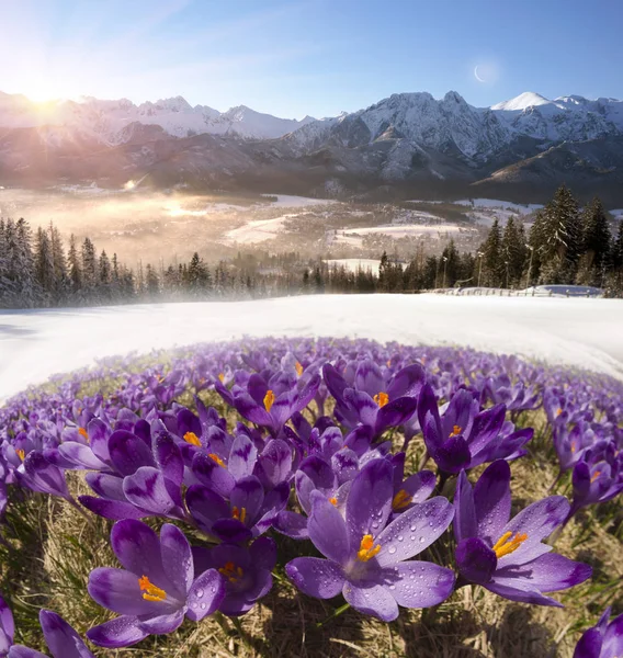 Alp çiğdemler dağ alanları — Stok fotoğraf