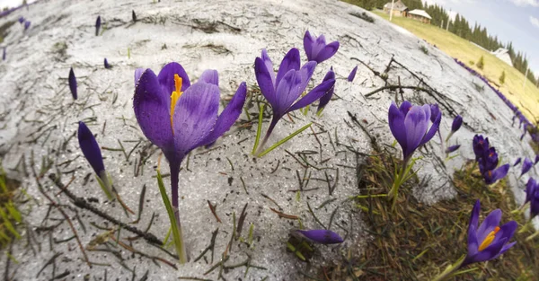 Las cruces - las flores nevadas de la primavera —  Fotos de Stock