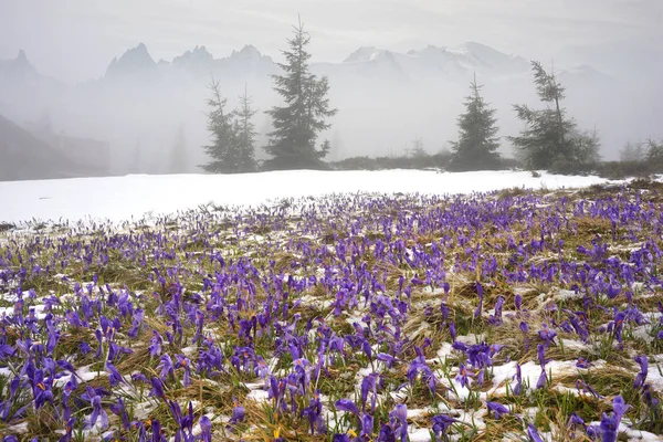 Krokus - snöiga blommor om våren — Stockfoto