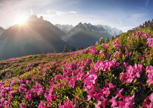 Alpské rododendrony na horských polích Chamonix — Stock fotografie